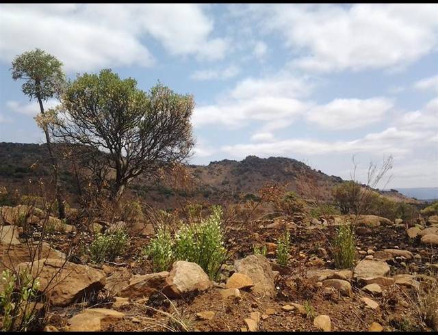 FARM FOR SALE IN ROOSSENEKAL AH